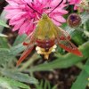 PAPILLON. SPHINX GAZE sur Centaurée fuchsia v3. ANAB LEFFRAY